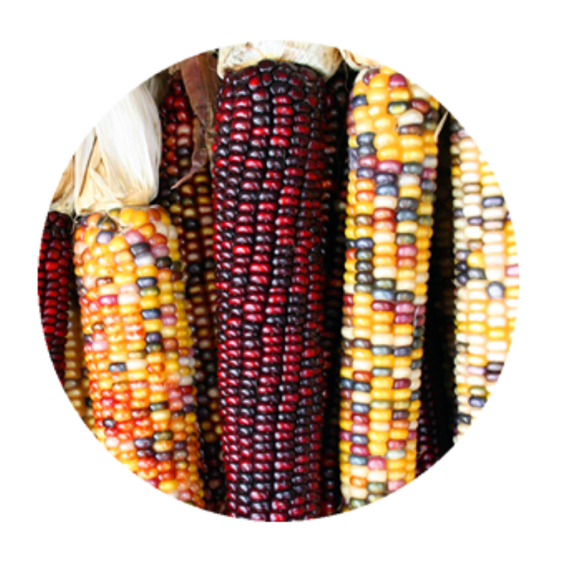 Different Types Of Corn